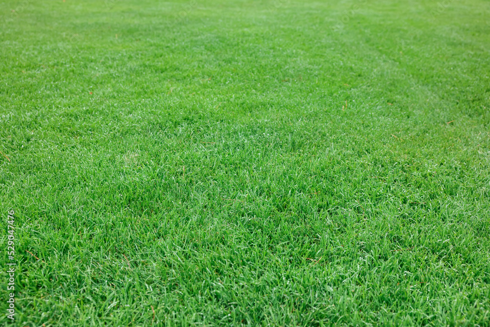 Beautiful freshly cut green lawn as background