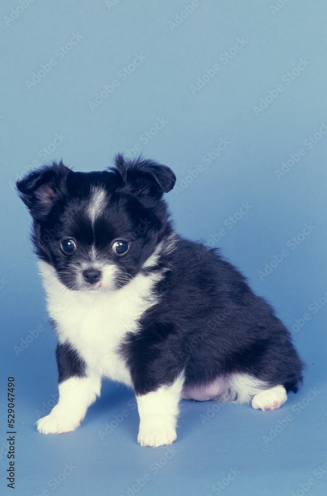 Chihuahua on blue background with stuffed animals