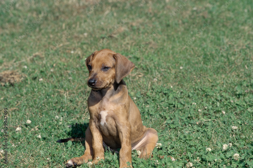 Rhodesian Ridgeback puppy sitting outside in grass Rhodesian Ridgeback puppy sitting outside in grass