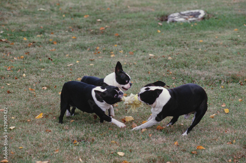 Three Boston Terriers playing outside with rope toy