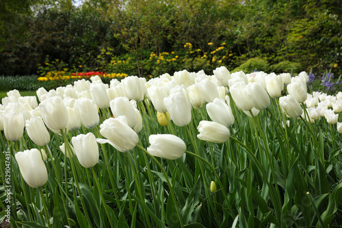 Many beautiful white tulip flowers growing in park. Spring season