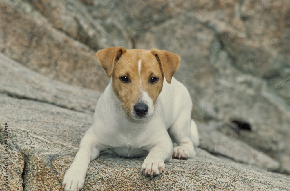 Jack Russel Terrier on rocks