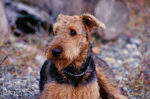 Closeup on face of Airedale Terrier