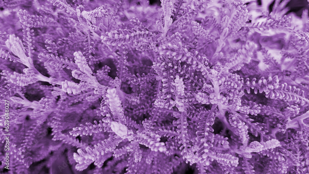 Lilac background from the plant santolina silver Lilac background from the plant santolina silver