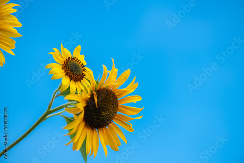 Nice color sunflowers on blue sky with clouds background at sunny day  nature and gardening