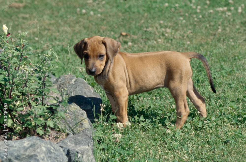 Rhodesian Ridgeback puppy standing outside in grass near flower bed
