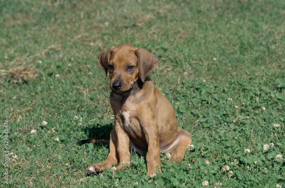Rhodesian Ridgeback puppy sitting outside in grass Rhodesian Ridgeback puppy sitting outside in grass