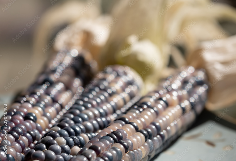 Zea Mays gem glass cobs of corn , also known as calico, flint or fiesta corn, with brightly coloured kernels. Grown in an urban garden in London UK. Zea Mays gem glass cobs of corn , also known as calico, flint or fiesta corn, with brightly coloured kernels. Grown in an urban garden in London UK.