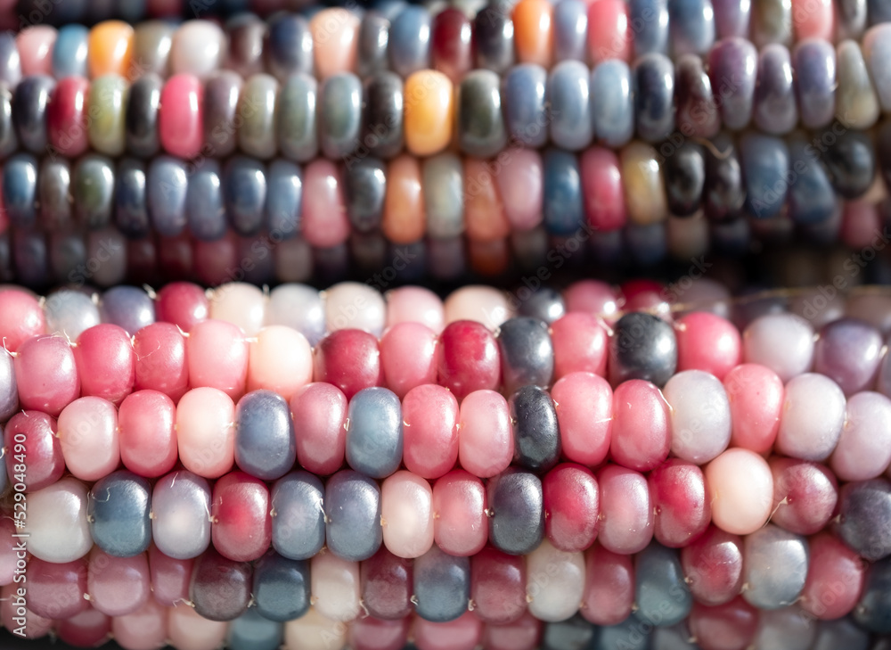 Zea Mays gem glass cobs of corn , also known as calico, flint or fiesta corn, with brightly coloured kernels. Grown in an urban garden in London UK. Zea Mays gem glass cobs of corn , also known as calico, flint or fiesta corn, with brightly coloured kernels. Grown in an urban garden in London UK.