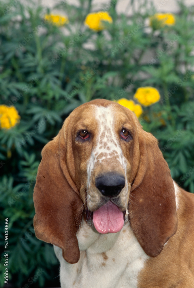 Basset Hound face with tongue out in front of yellow flowers out of focus in background Basset Hound face with tongue out in front of yellow flowers out of focus in background