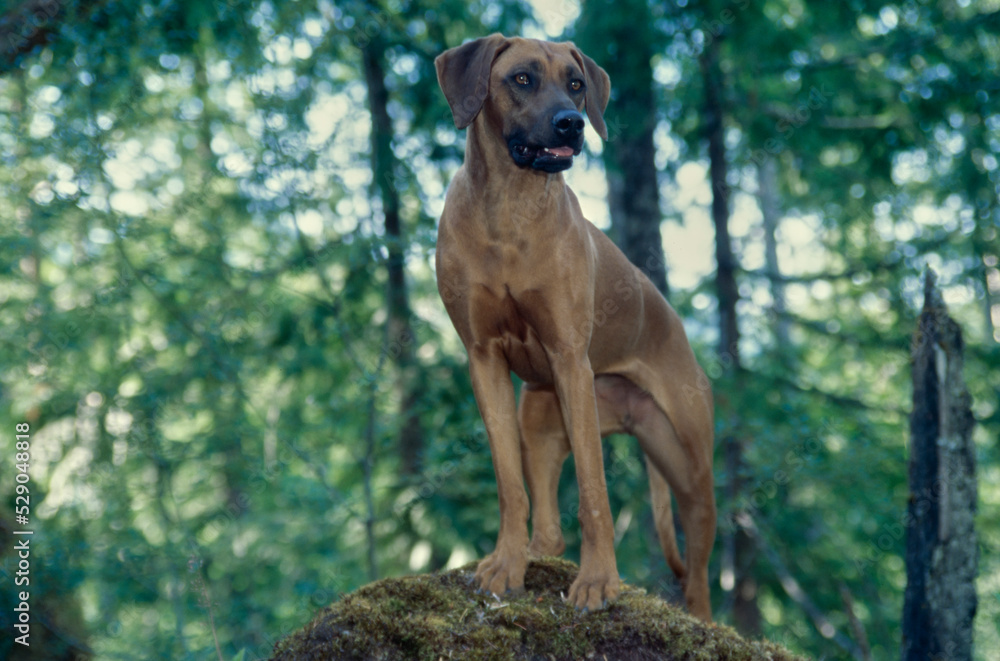 Rhodesian Ridgeback outside in forest Rhodesian Ridgeback outside in forest