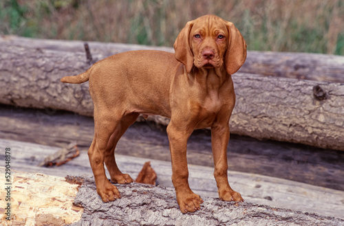 Vizsla puppy standing on tree trunk