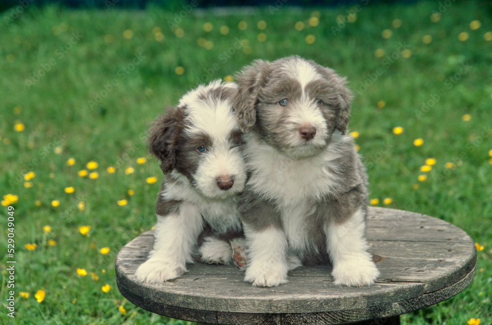 Two bearded collie puppies sitting on wooden rope spool outside in grass