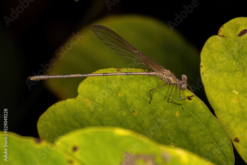 Adul Rubyspot Damselfly Insect photo