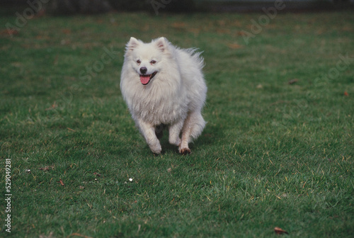 American Eskimo running in field