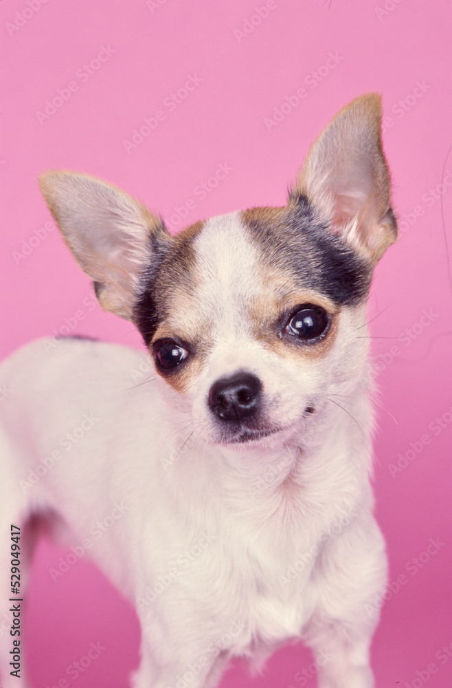 Chihuahua on pink background