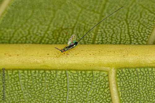 Adult Fig Wasp