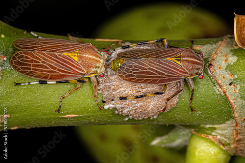 Adult Aetalionid Treehopper photo