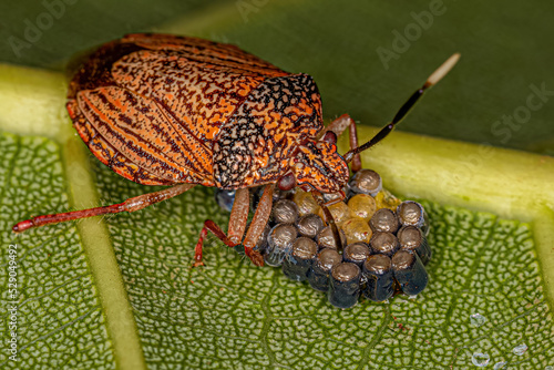 Adult Female Stink bug photo