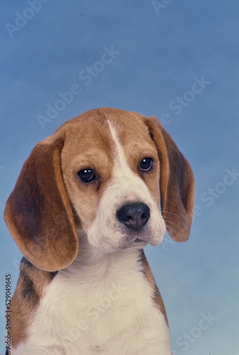 Beagle puppy face in front of light blue background