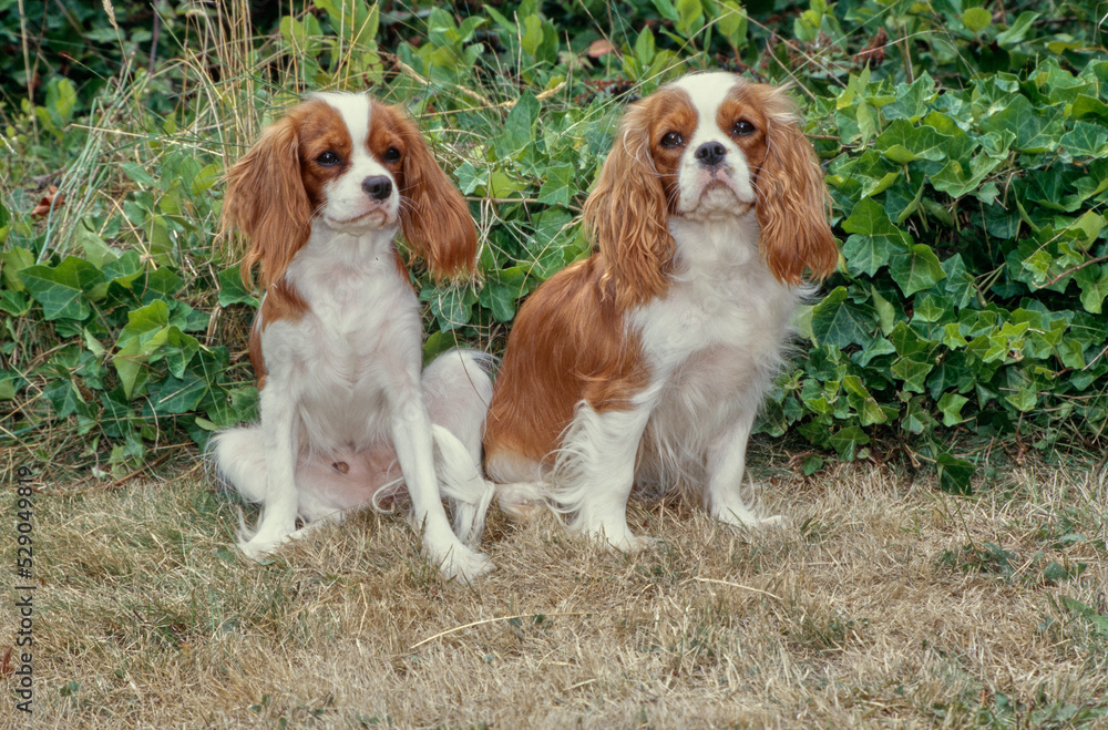 King Charles Spaniels in front of bush