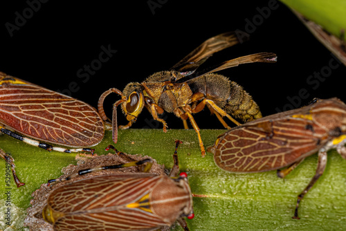 Adult Paper Wasp photo