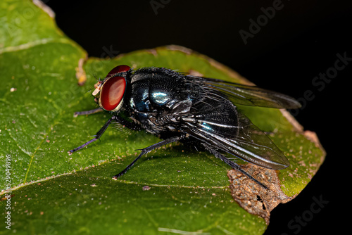 Adult Blow Fly photo