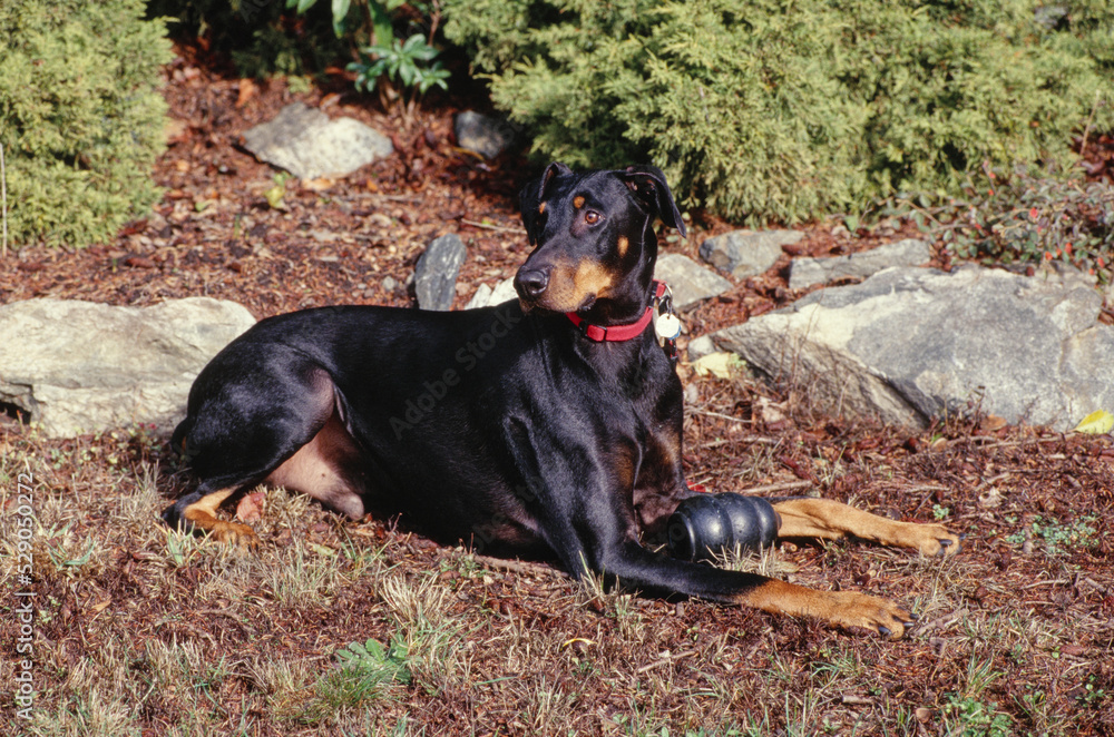 Doberman laying in yard