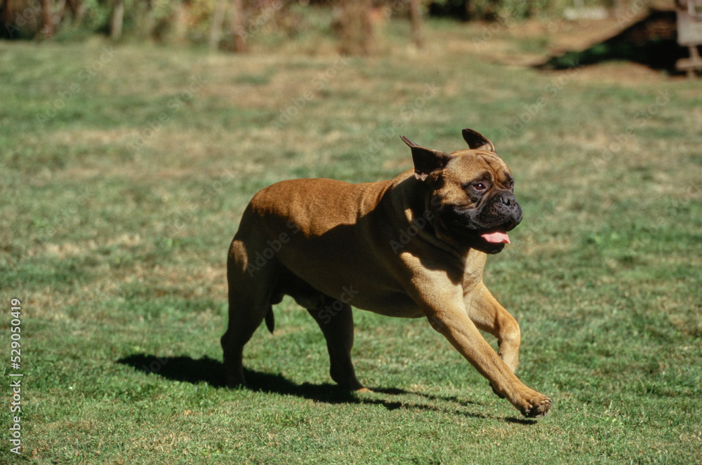 Mastiff running through field