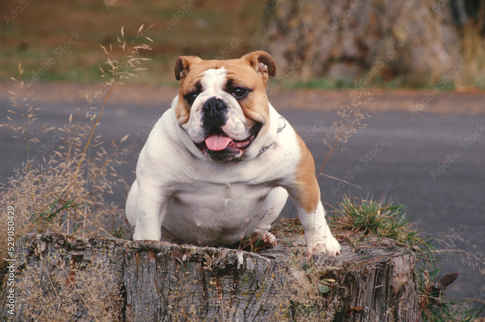 English Bulldog sitting on stump