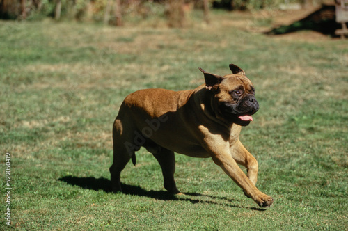 Mastiff running through field