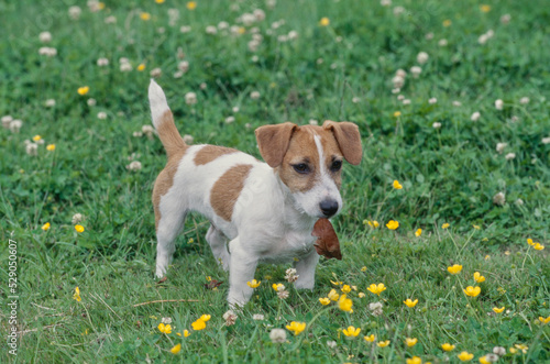 Jack Russel Terrier in flower field