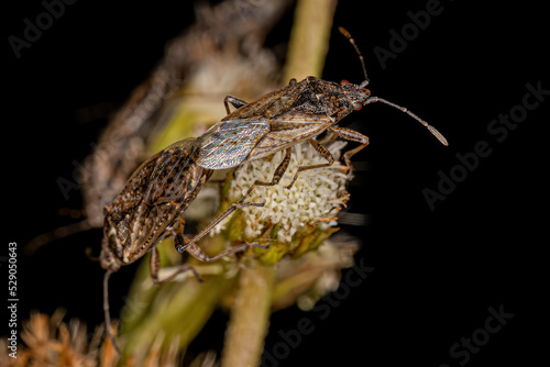 Adult Seed Bugs photo