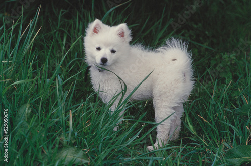 American Eskimo puppy in grass