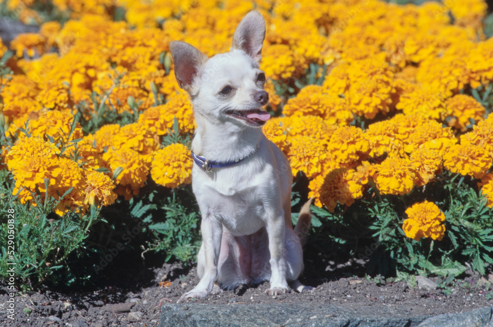 Chihuahua sitting in front of the flowers Chihuahua sitting in front of the flowers