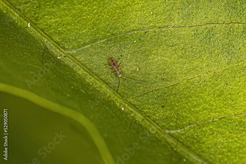 Small Elongate Springtail Arthropod photo