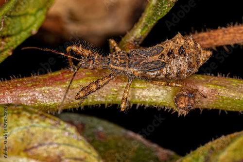 Assassin Bug Nymph photo