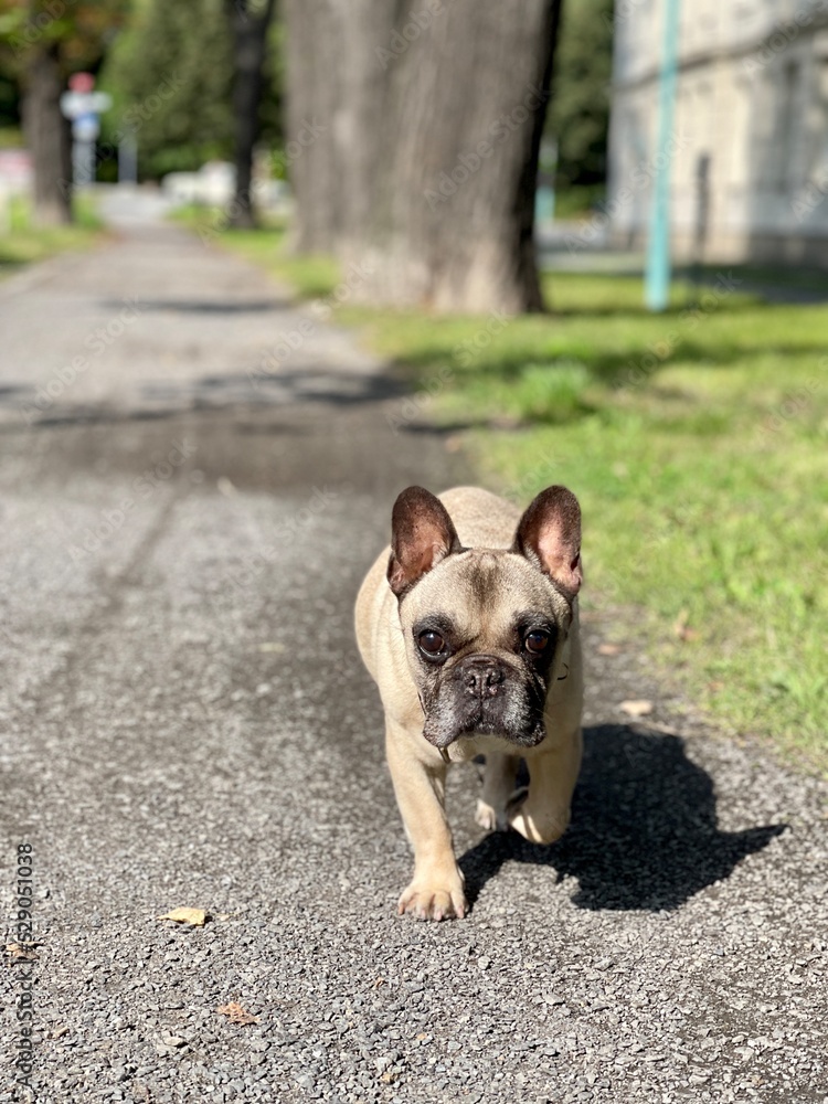 Fototapeta premium französische bulldogge, bulldog, hund, süss, hübsch, portrait, bokeh, spazieren, gassi, haustier, natur, braun, french bulldog, french, adorable, doggy