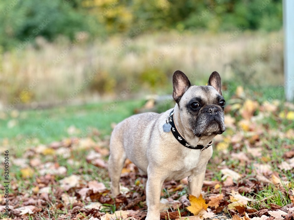 französische bulldogge, bulldog, hund, süss, hübsch, portrait, bokeh, herbst, blätter,  haustier, natur, braun, aufrecht