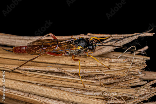 Adult Ichneumonid Wasp photo