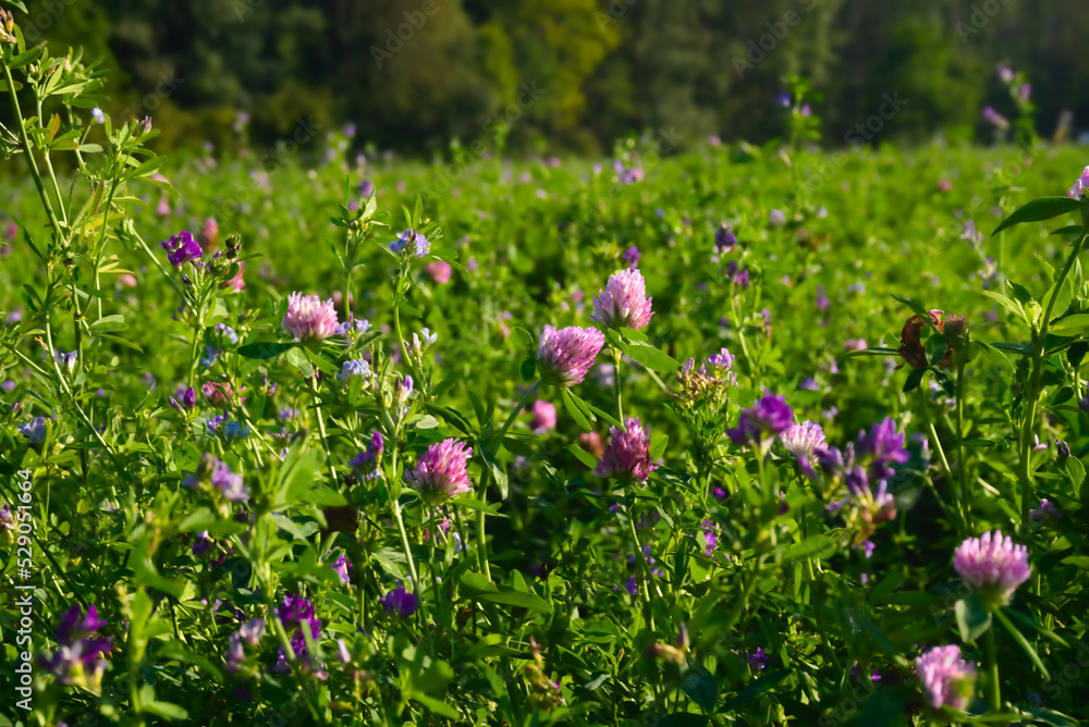 Großes Feld mit Klee in Blüte Großes Feld mit Klee in Blüte