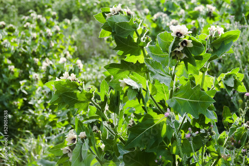 Black henbane (Hyoscyamus niger). Henbane thickets are used to obtain medicinal raw materials (vegetal resources and herbal substances in pharmaceutical industry) photo