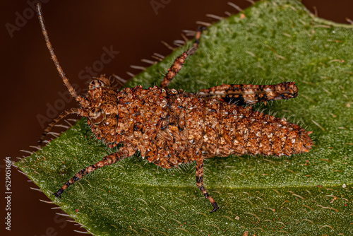 Short-horned Grasshopper Insect photo