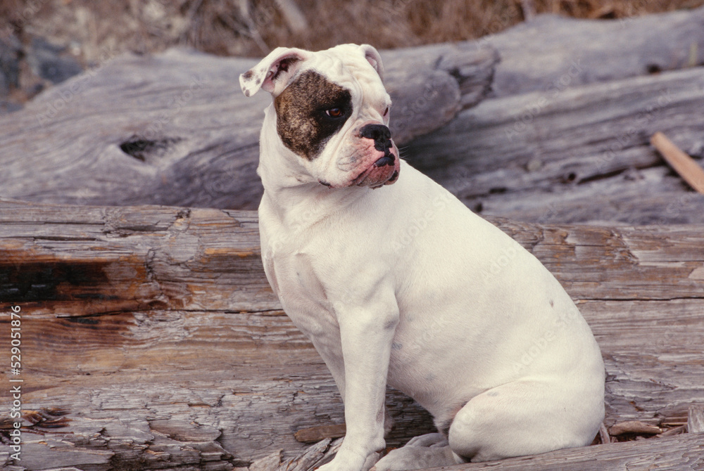 Obraz premium English Bulldog sitting on wood