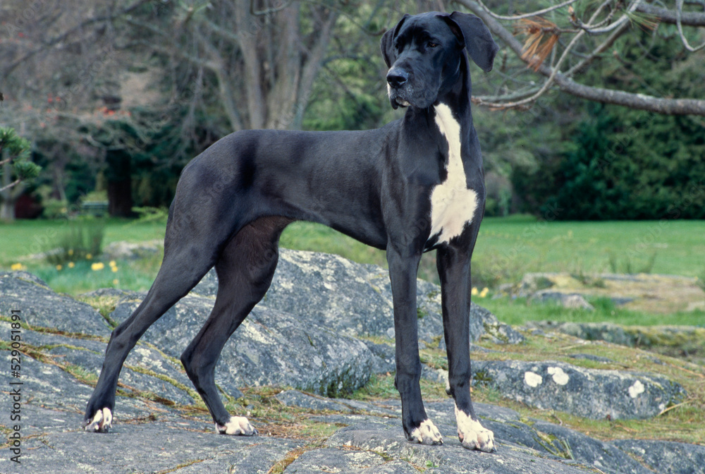 Great Dane on rock looking to right