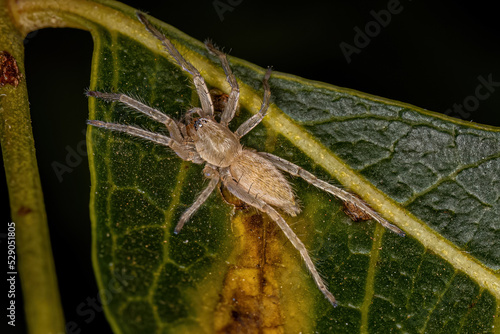 Small Ghost Spider photo