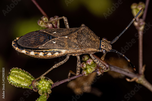 Adult Leaf-footed Bug photo