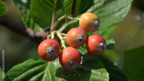 Whitebeam fruit set, ripening (Sorbus aria) - (4K)