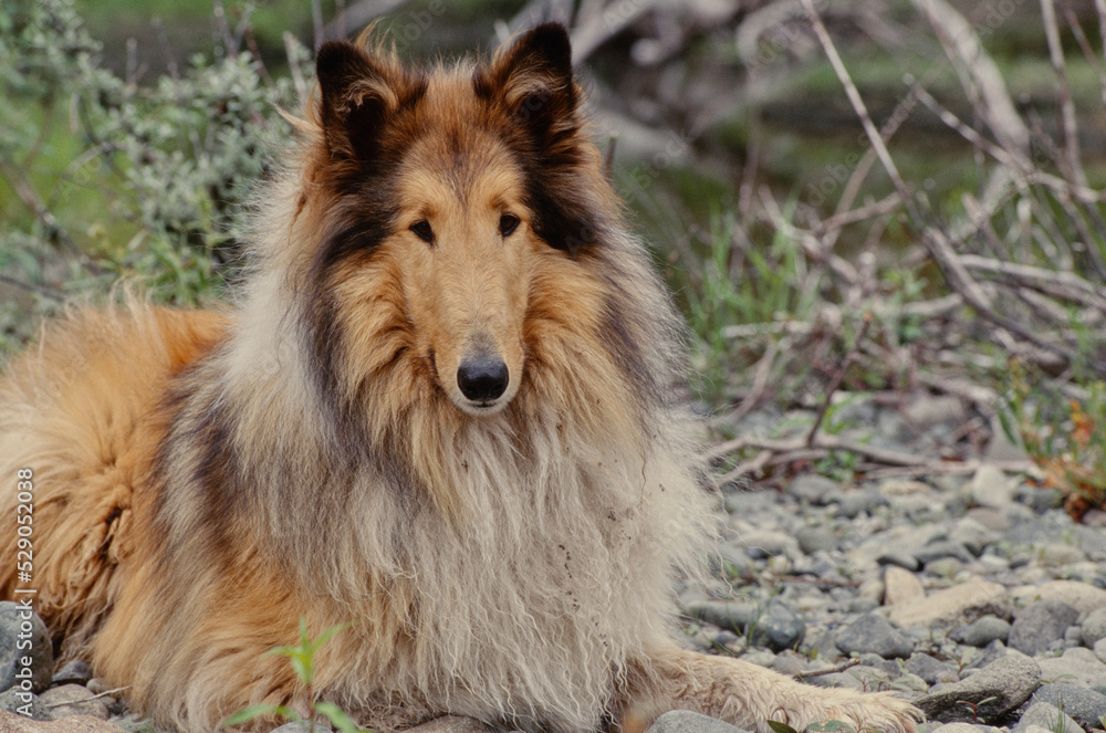 Collie on rocks Collie on rocks