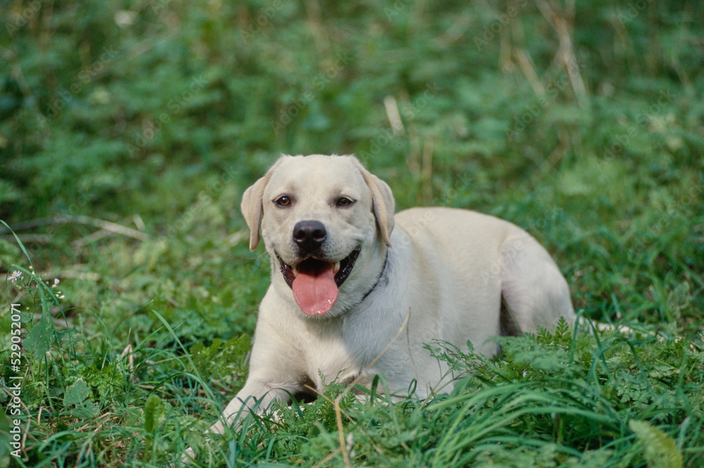 Yellow Lab laying in field